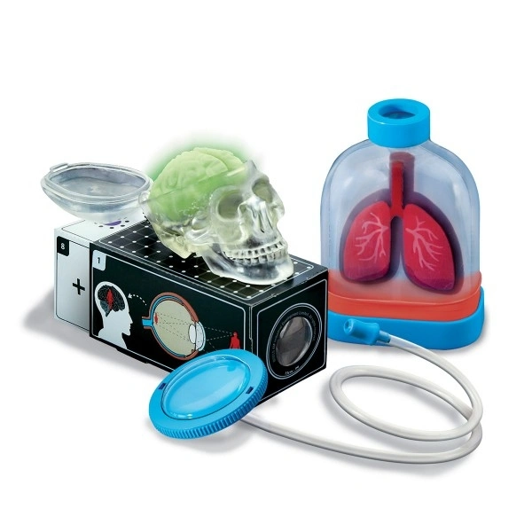 Набор 4M Юный врач. Анатомия человека (00-03374). Фото 2