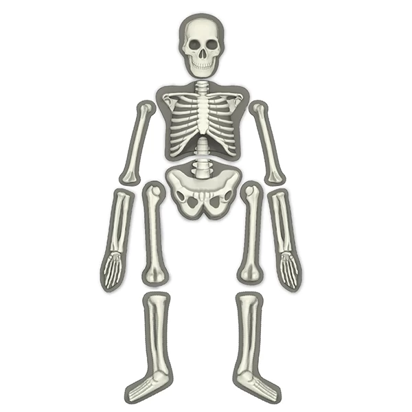 Набор 4M Юный врач. Скелет человека (00-03375)
