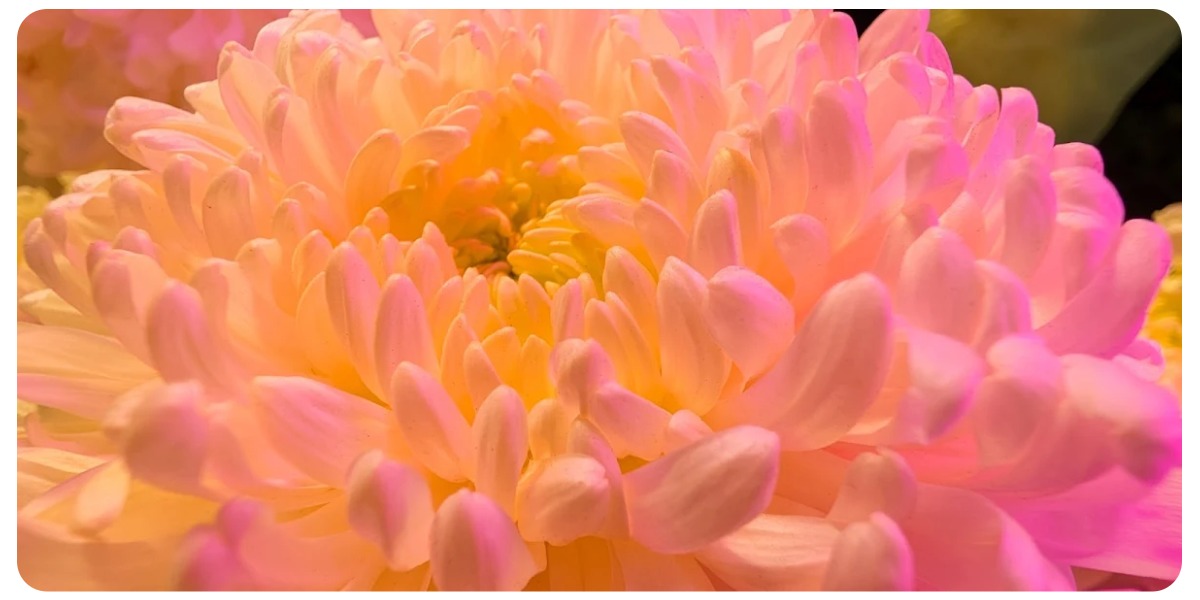 Google-Pixel-9-Pro-08